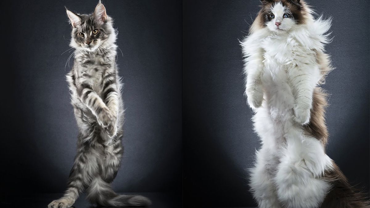 Koty na dwóch łapach pozują jak ludzie 1