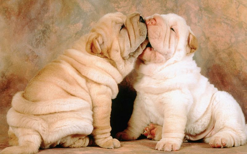 Shar pei