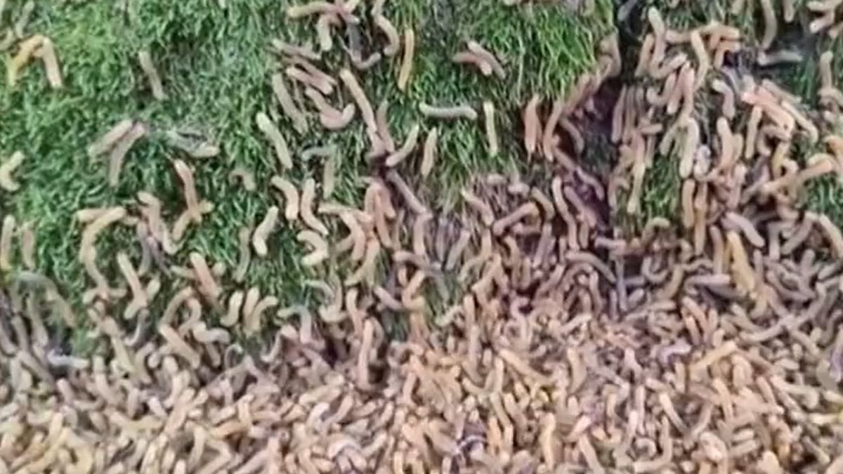 Boreczniki sosnowce właśnie pojawiły się w polskim lesie