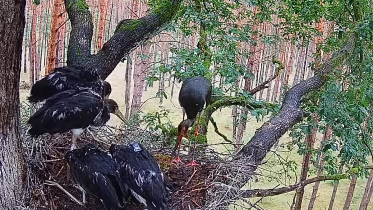 Bociany czarne nie reagują dobrze na loggery