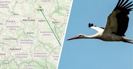 Śledzą lot bociana. Krutek jest o krok od domu