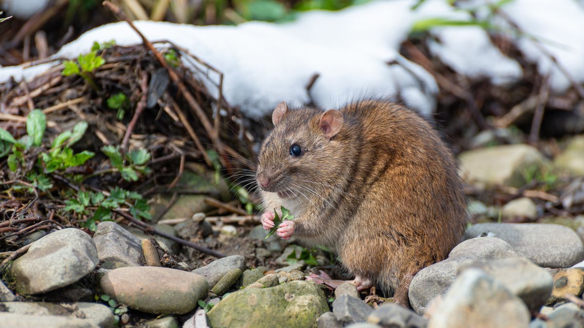 Karczownik ziemnowodny wyglądem przypomina szczura