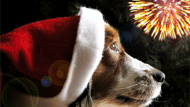 Uwaga! Zwierzęta się boją! 1