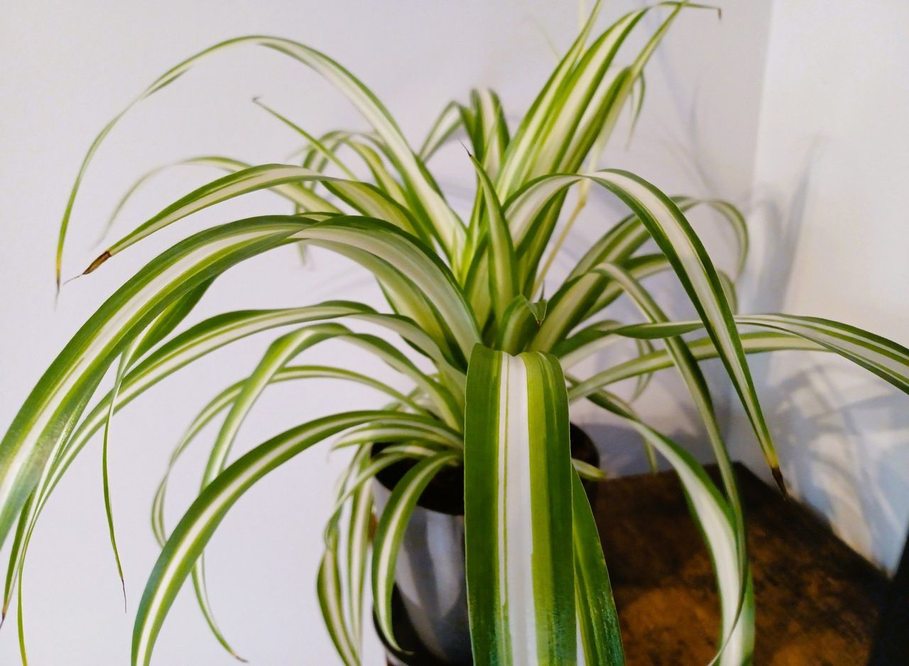 Tak zadbasz o zielistkę jesienią. Ta roślina to skarb w domu