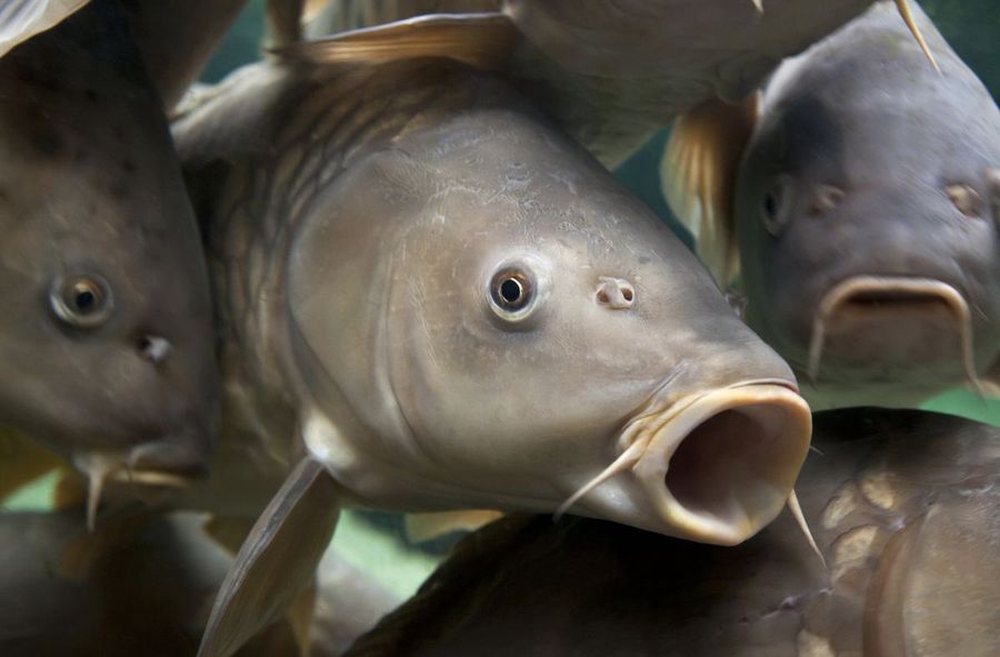 Ban on buying live carp? Poland’s new government has a plan