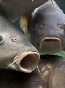 Ban on buying live carp? Poland’s new government has a plan