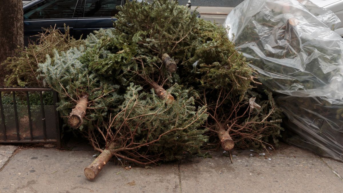 Co zrobić z choinką po świętach? Trzeba to wiedzieć