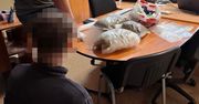 Pomorskie. Chcieli jak najszybciej sprzedać ponad 3 kg narkotyków. Nie zdążyli, bo namierzyli ich policjanci