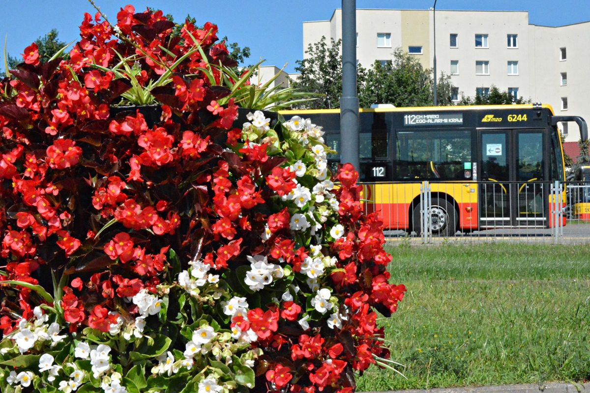 Warszawa. Kwiaty na pętlach autobusowych i tramwajowych