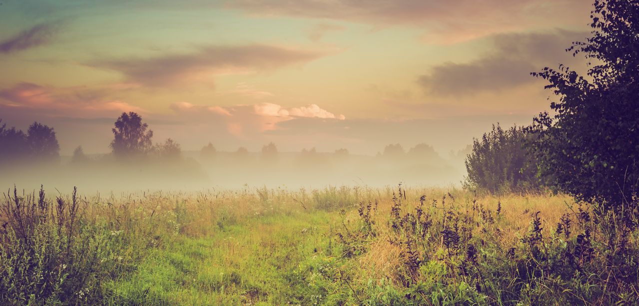 Ile kosztuje hektar łąki 2025? GUS ujawnia duże różnice w cenach