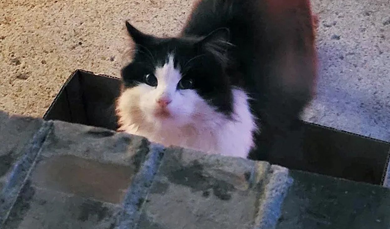 Dokarmiał kota przez miesiąc. Takiego finału nie przewidział