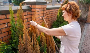 Wymieszaj z wodą i podlewaj tuje w marcu. Zapomnisz o brązowych pędach