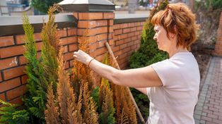 Wymieszaj z wodą i podlewaj tuje w marcu. Zapomnisz o brązowych pędach