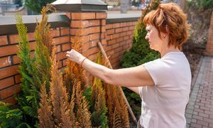 Wymieszaj z wodą i podlewaj tuje w marcu. Zapomnisz o brązowych pędach