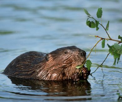 Miliony na odszkodowania. Bobry niszczą na potęgę