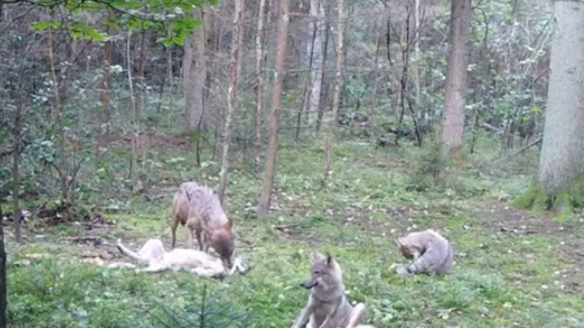 Na terenie Lasów Daleszyckich (woj. świętokrzyskie) fotopułapka nagrała wilczą watahę. 