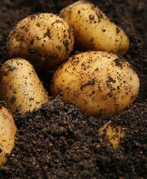 Ziemniaki w Polsce są drogie. Wzrost cen nawet o 80 proc.