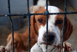 Nie tylko twój wiek zdecyduje o obowiązku zapłacenia podatku od psa