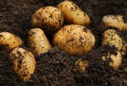 Polskie ziemniaki są gorsze? Polacy coraz częściej wybierają zagraniczne warzywa