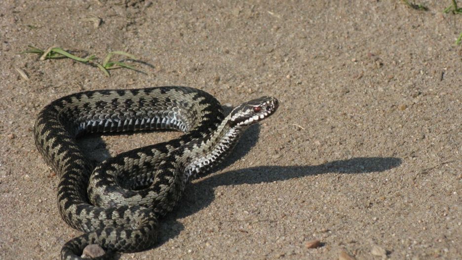 Plaga żmij na Dolnym Śląsku. Wchodzą do sklepów i domów