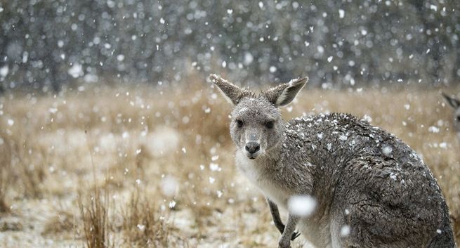 Nowa seria „Siedem światów, jedna planeta” w BBC Earth. Narratorem Krystyna Czubówna