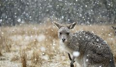 Nowa seria „Siedem światów, jedna planeta” w BBC Earth. Narratorem Krystyna Czubówna