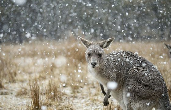 Nowa seria „Siedem światów, jedna planeta” w BBC Earth. Narratorem Krystyna Czubówna