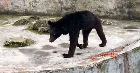 Koszmar niedźwiedzia w zoo. "Żywił się chlebem i warzywami"