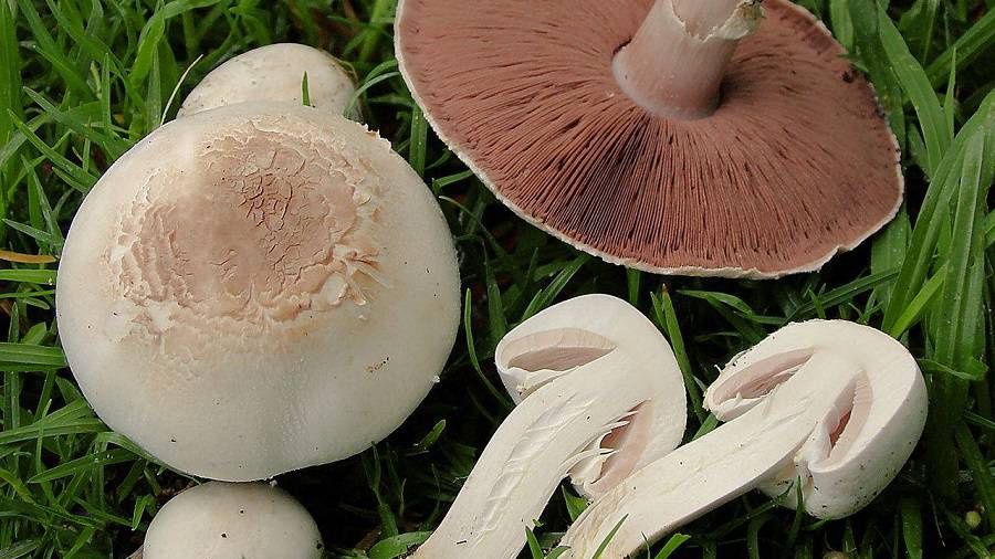 Pieczarka Karbolowa