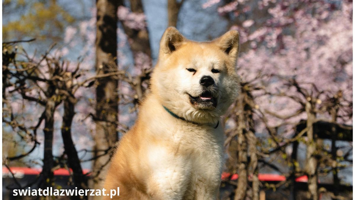 japońskie rasy psów - ruda Akita Inu