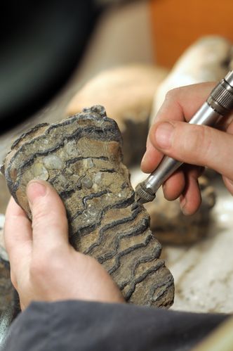 Podrzucił skarb pod drzwi muzeum w Głogowie