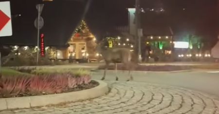 Przyłapali go. Wideo rozkłada na łopatki