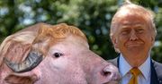Bawół albinos hitem w Bangladeszu. Nazywa się Donald Trump
