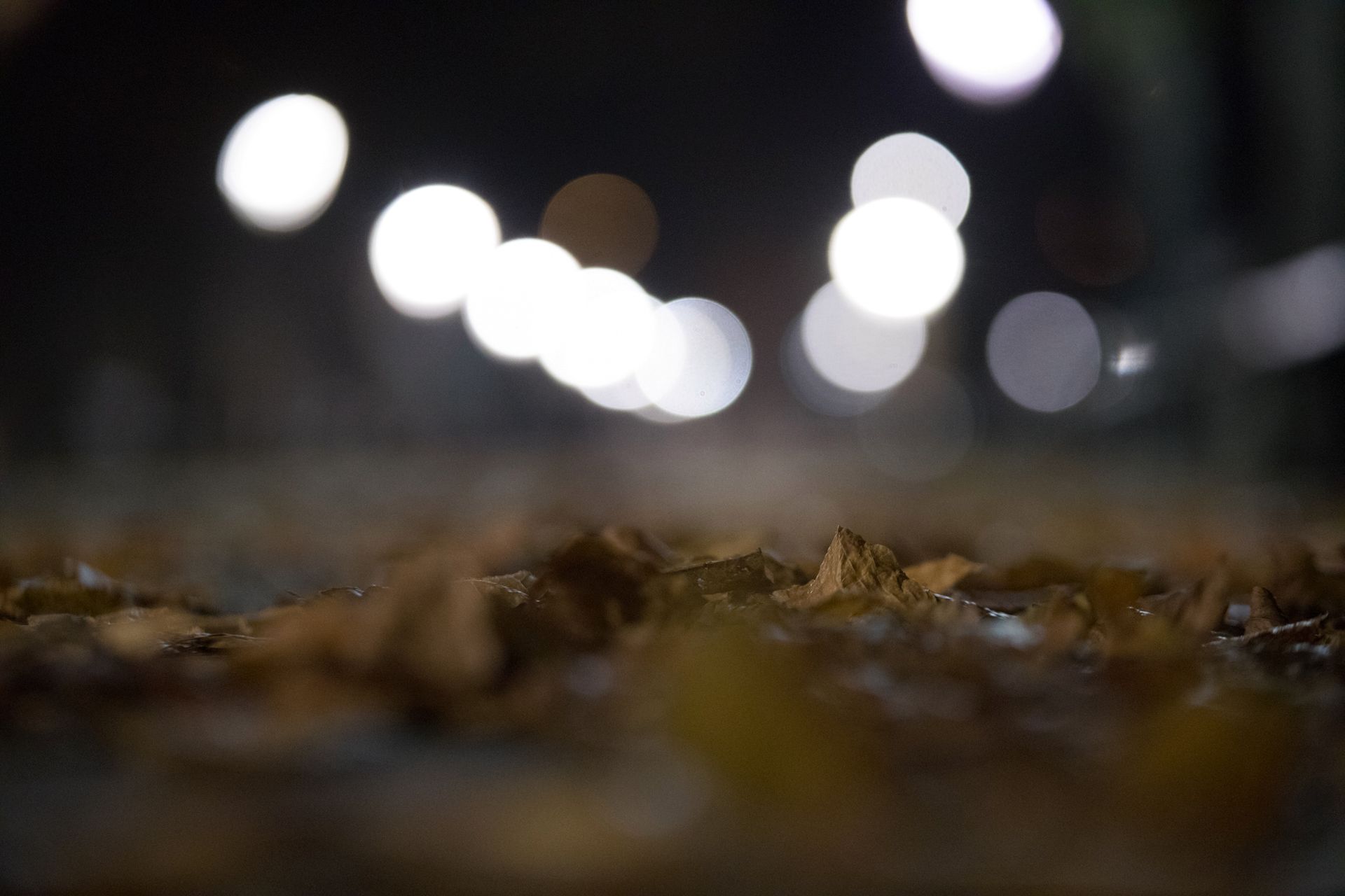 Canon EOS 5D Mark IV - test lustrzanki dla profesjonalistów 233