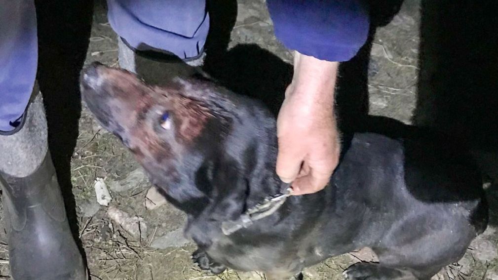 Mężczyzna zakopał psa żywcem