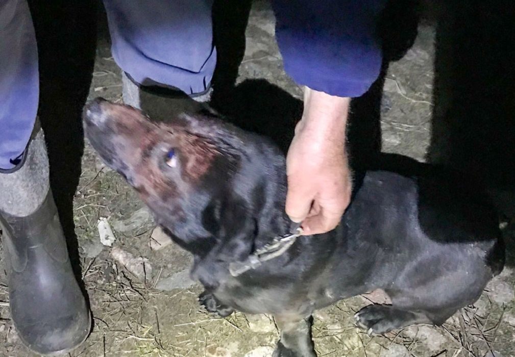 "Usłyszał pisk". Pies zakopany żywcem na polskiej wsi
