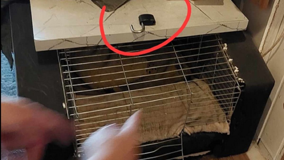 Trzymali psa w klatce dla świnek morskich.