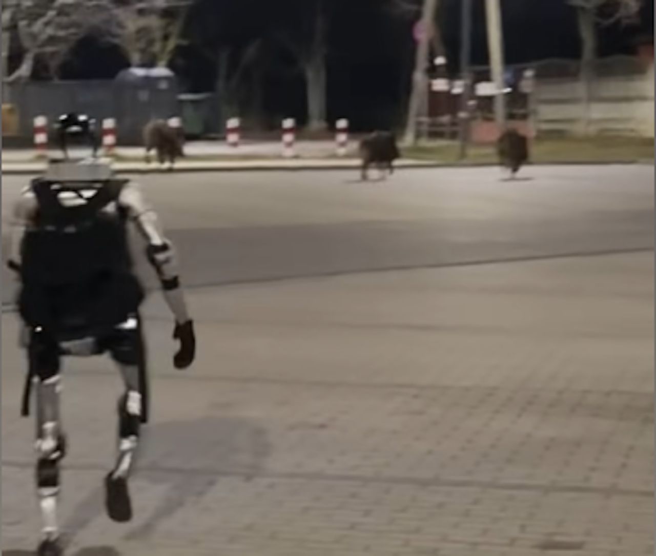 Zagraniczne media zachwycone robotem Edwardem. Nagranie z dzikami to hit