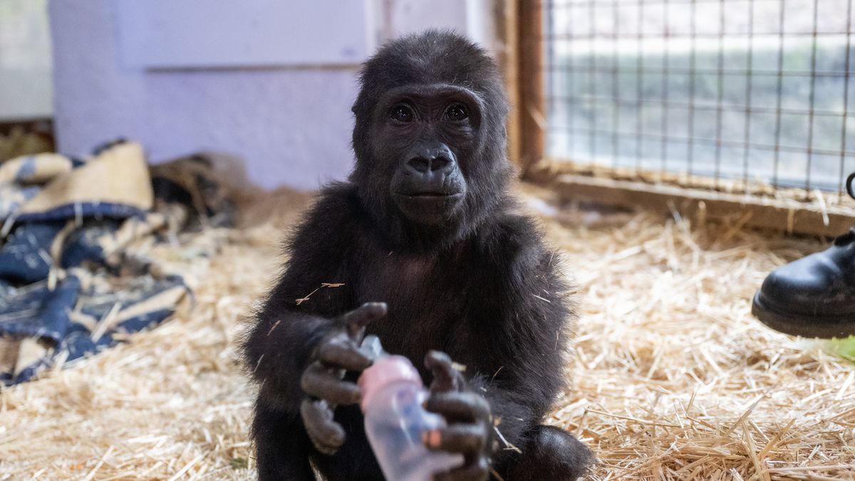 Goryl znaleziono w luku bagażowym 