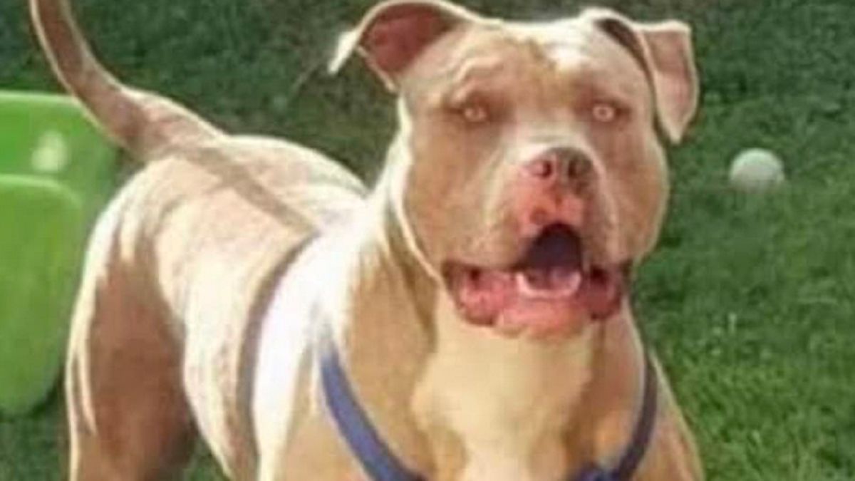 Pitbull zagryzł 10-latka.