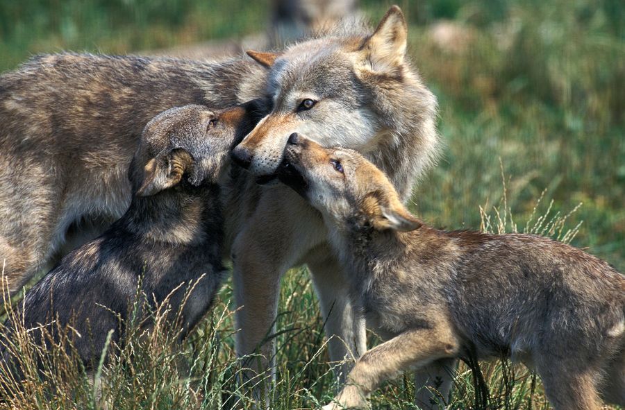 Wolf cub shot. Hunter acquitted by court