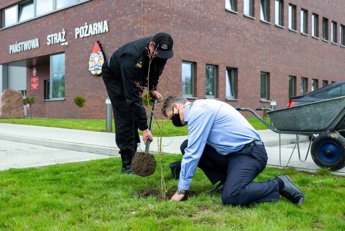 Śląskie. Prezydent Bytomia Mariusz Wołosz wspólnie ze strażakami zasadził cztery drzewa na terenie PSP przy ulicy Łużyckiej.