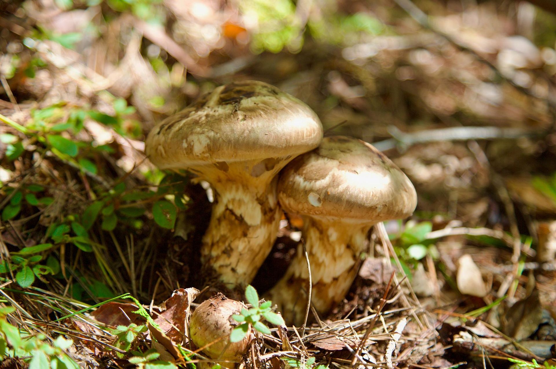 Grzyb matsutake Prawie Na Wag Z ota