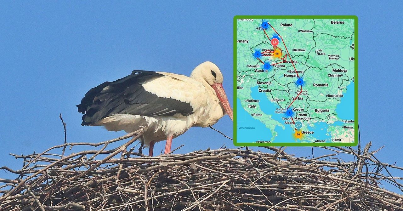 Tam bociany wylatują z dolnośląskich gór. Mają wakacje w Bułgarii i... Grecji. Zobacz mapę bocianich lotów