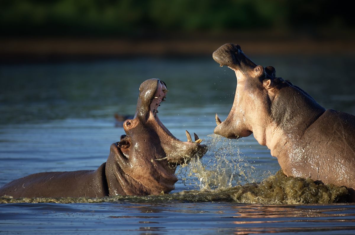 Dzięki decyzji amerykańskiego sądu, hipopotamy nie zostaną uśpione