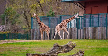 Smutne wieści z gdańskiego zoo. "Rozwinęło się ciężkie zapalenie mózgu"