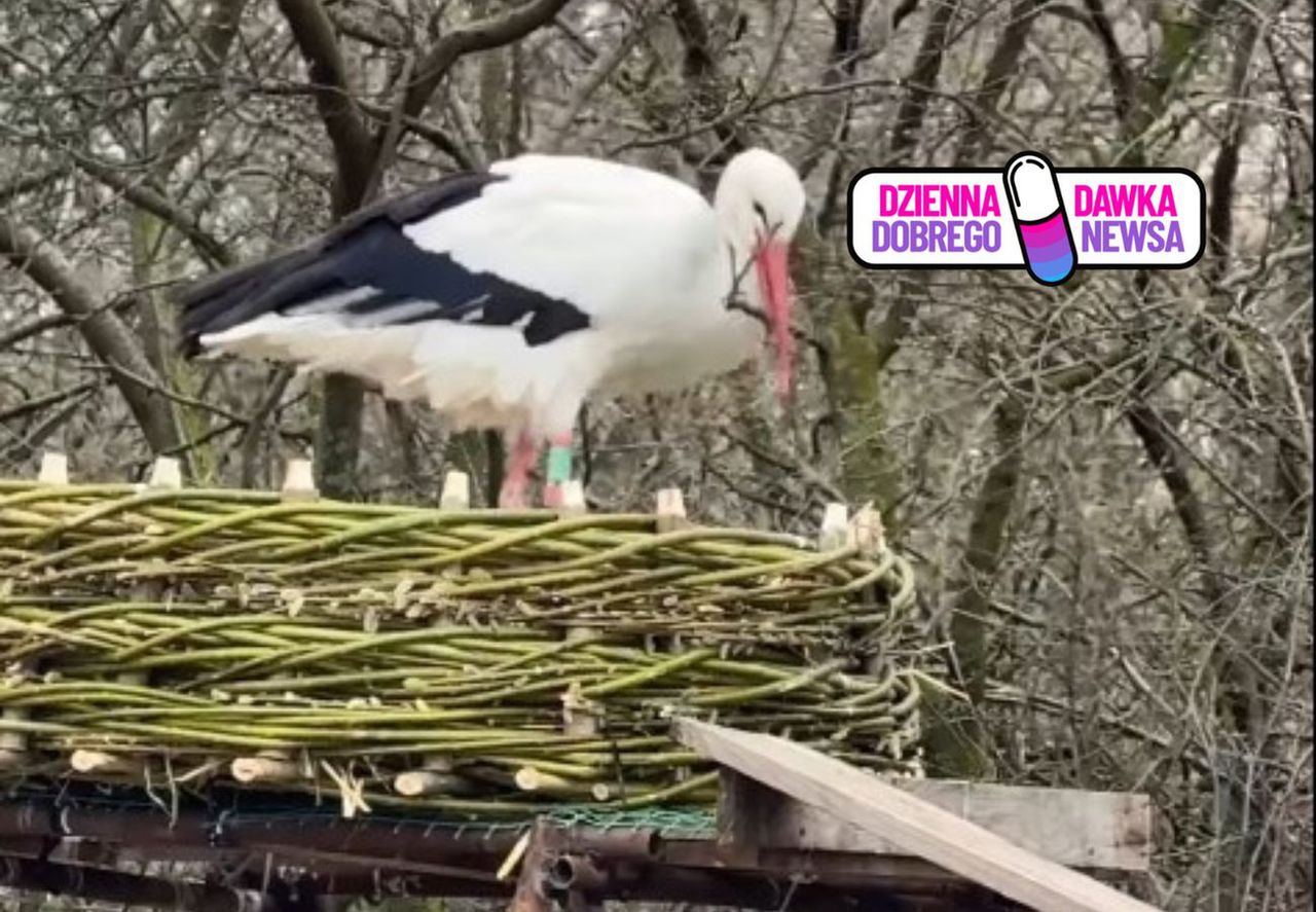 Nagrali bociana. "Poruszający". Już blisko 100 tys. wyświetleń