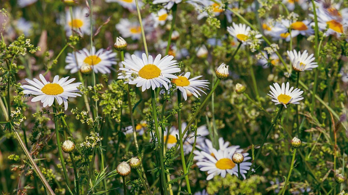 Krzyżówka o kwiatach