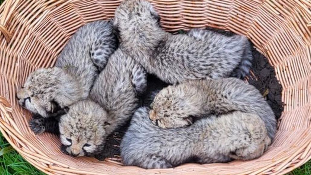 W ogrodzie zoologicznym w gdańskiej dzielnicy Oliwa przyszły na świat młode gepardy.