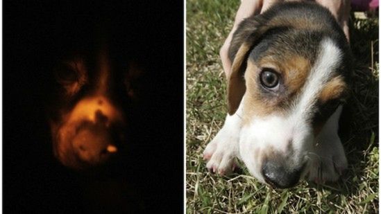 Pies zamiast zwykłej lampki nocnej? 1